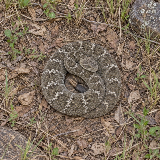 Uracoan rattlesnake