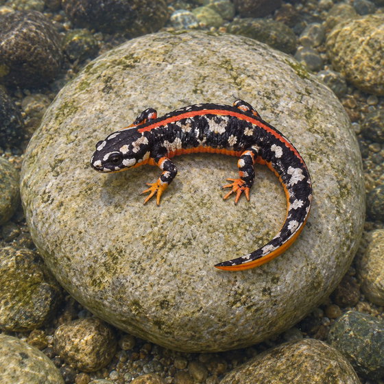 Kaiser's spotted newt
