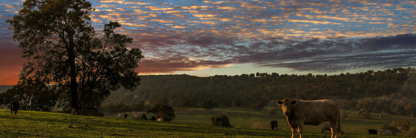 Highland Heritage Farm profile cover image
