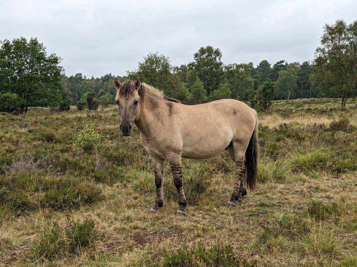 Heck Horse