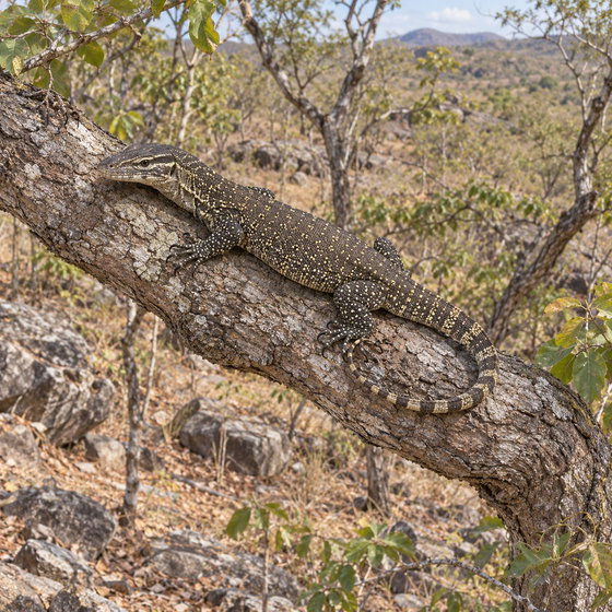 Timor monitor