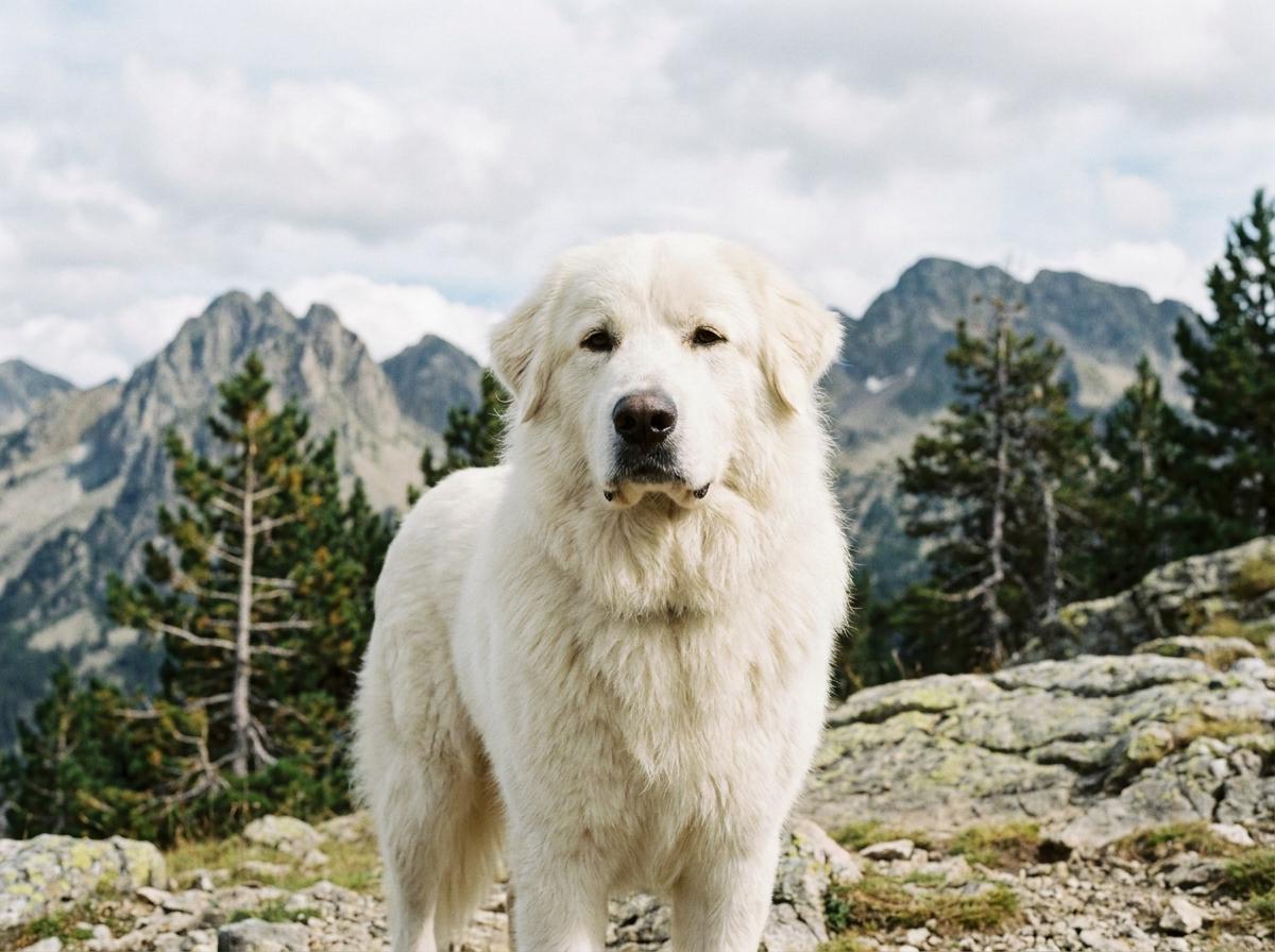 Pyrenean Mountain Dog