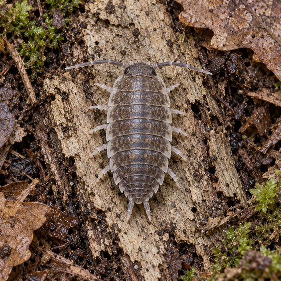 Porcellio incanus