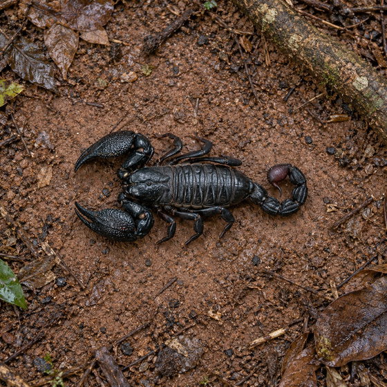 Asian forest scorpion (Heterometrus petersii)