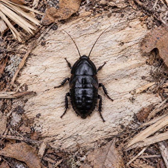 hustler cockroach