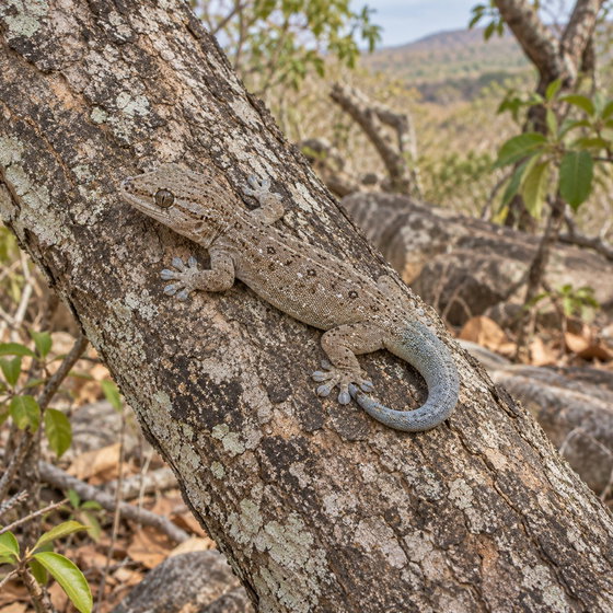 thicktail day gecko