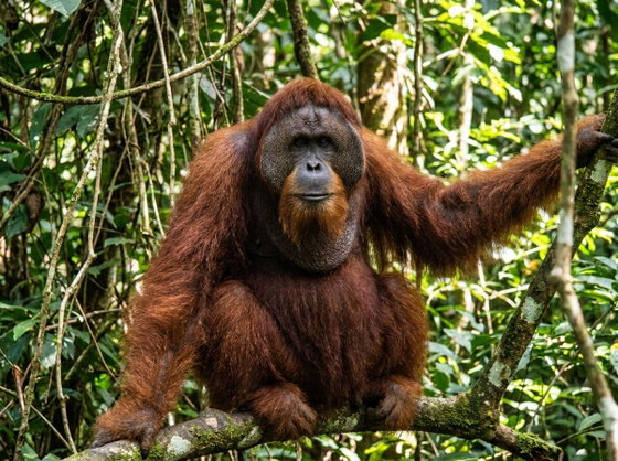Sumatran orangutan