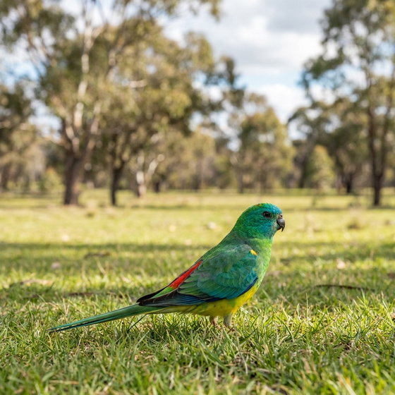 red-rumped parrot