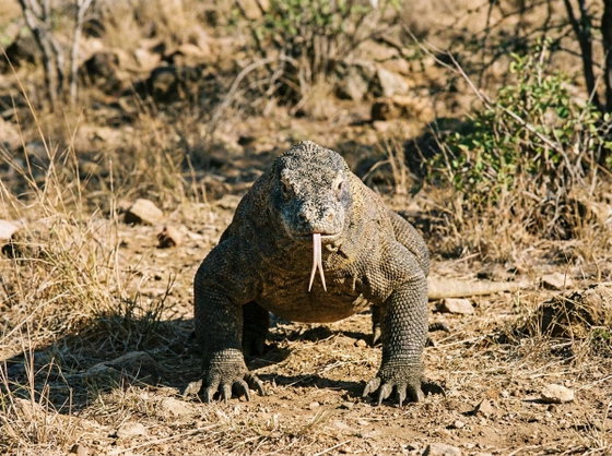 Komodo dragon