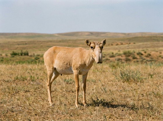saiga antelope