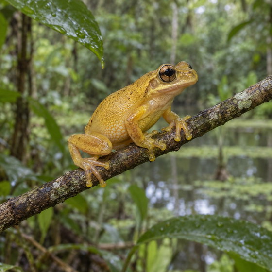 Boettger's Colombian treefrog