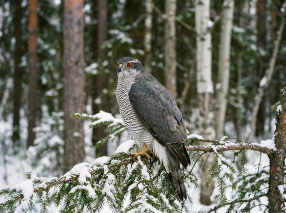 northern goshawk