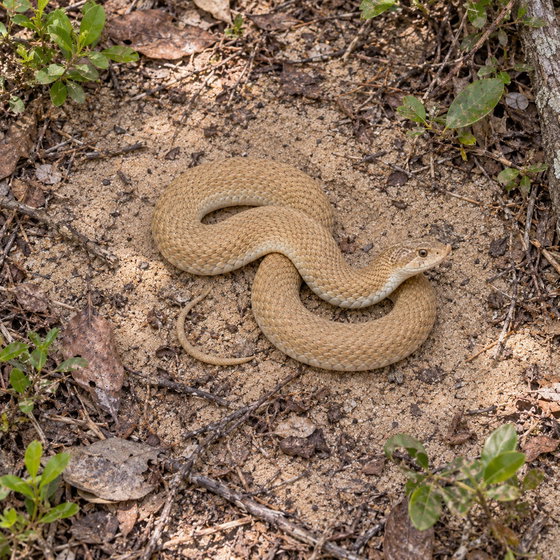blonde hognose snake