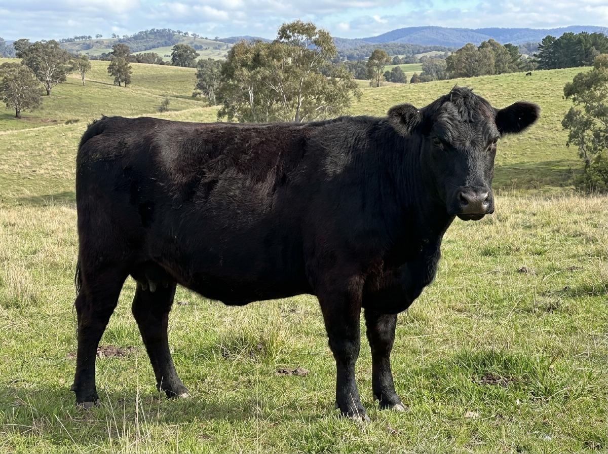 Wangus