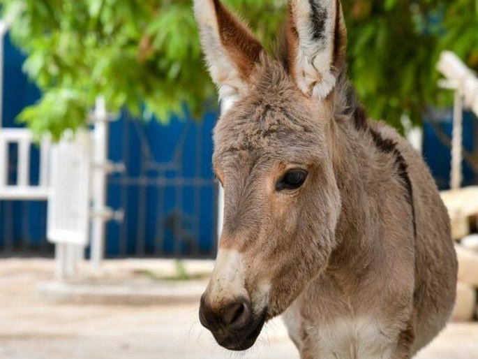 Donkey Donk