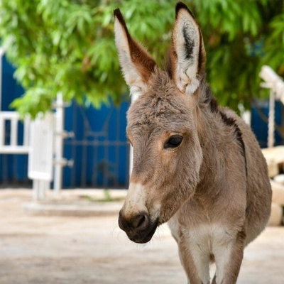 Donkey Donk profile picture