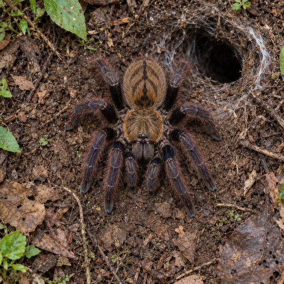 Indian violet tarantula