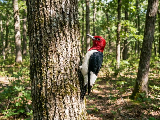 red-headed woodpecker