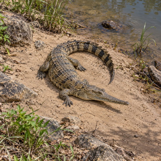 freshwater crocodile