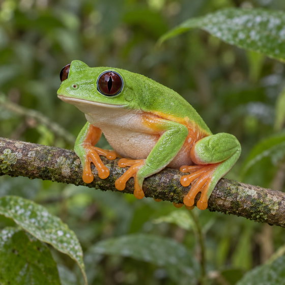 Morelet's leaf frog