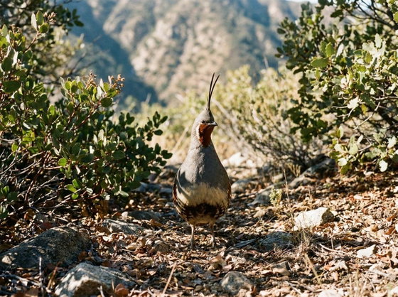 Mountain Quail