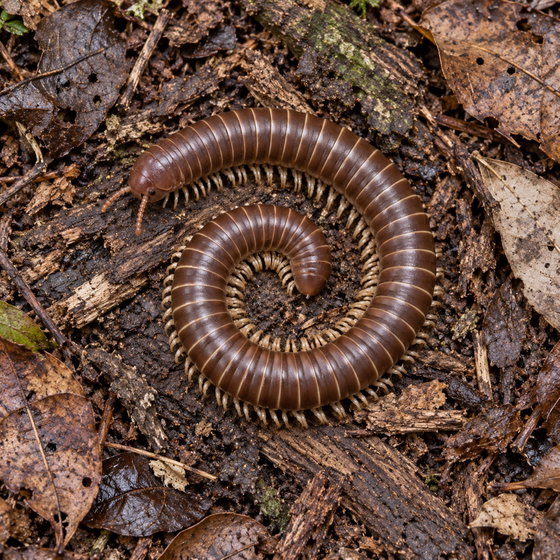 satin millipede