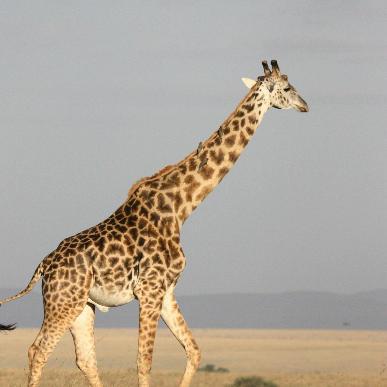 Raffe