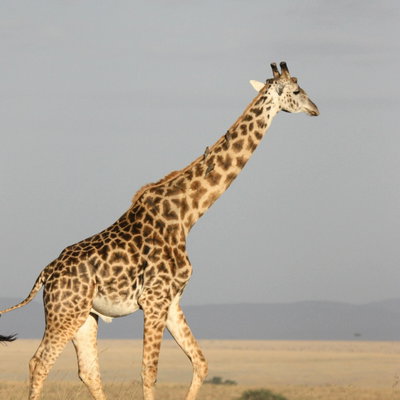 Raffe profile picture
