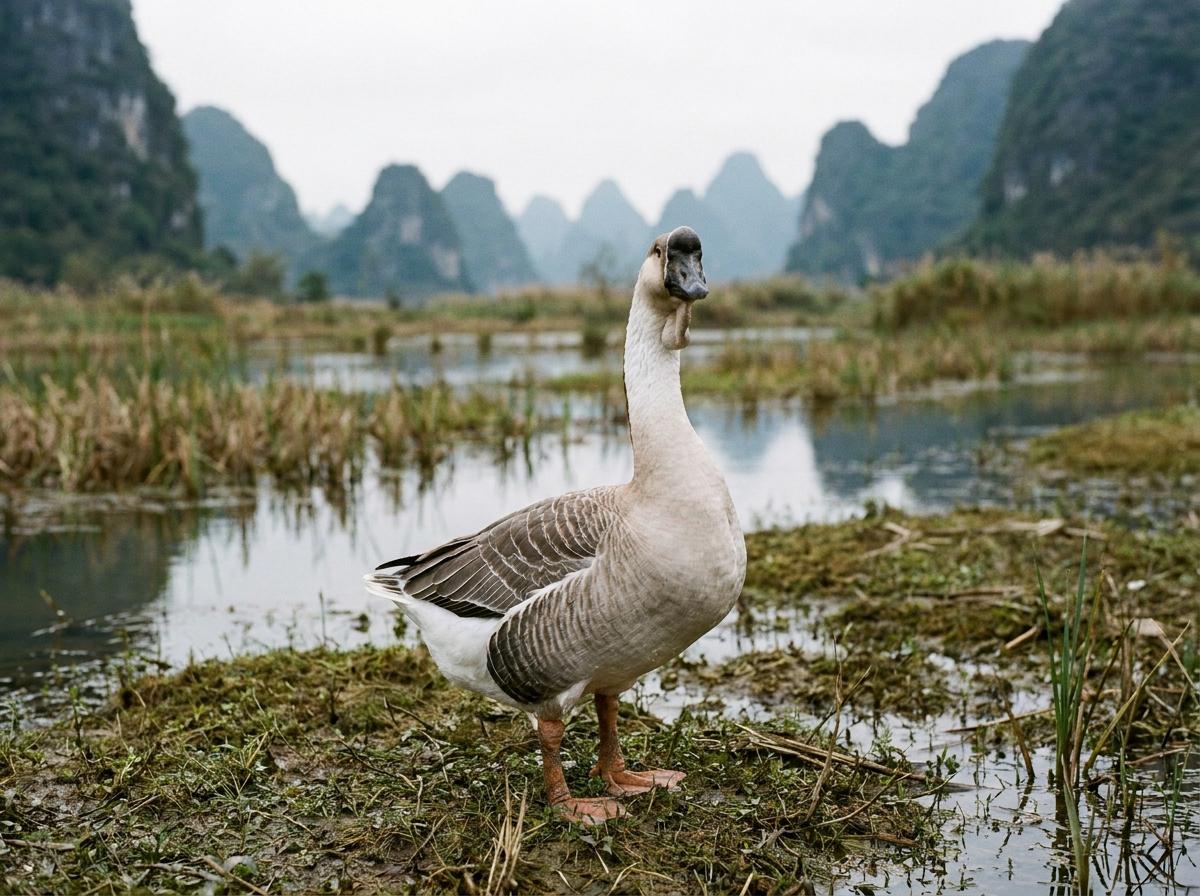 Wulong Goose