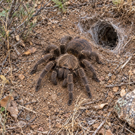 Zimbabwe gray baboon tarantula