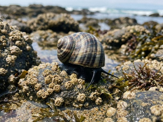 nerite snail
