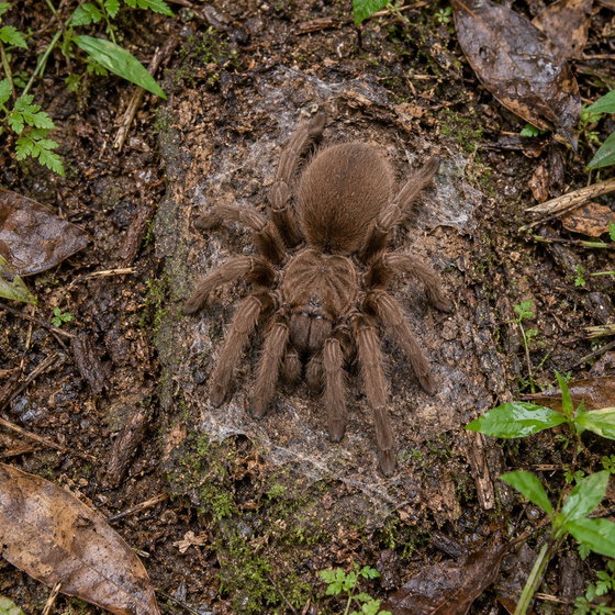 Chinese fawn tarantula