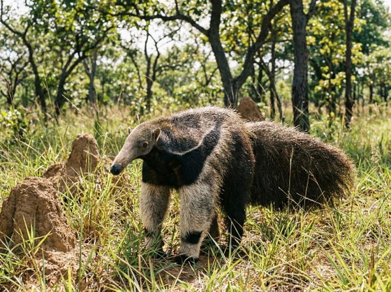 giant anteater