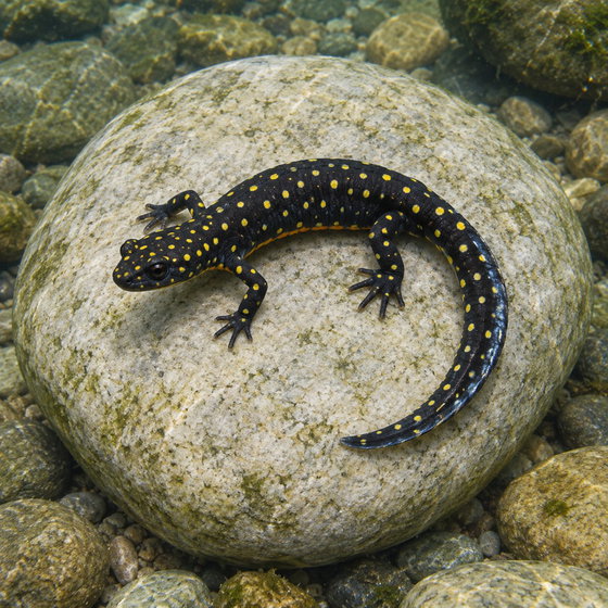Strauch's spotted newt