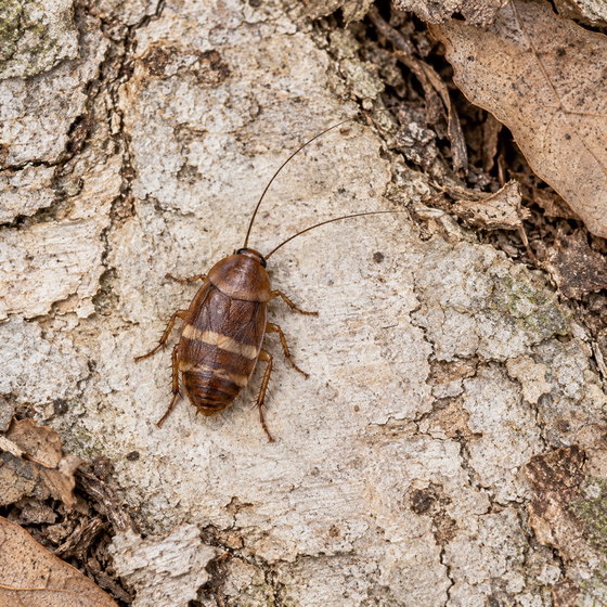 brown-banded cockroach