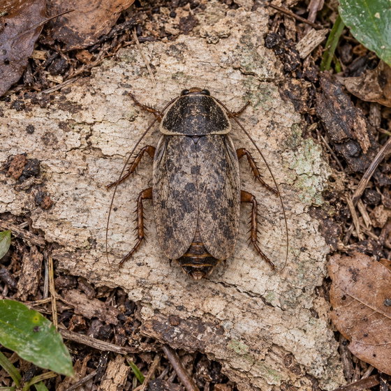 lobster cockroach