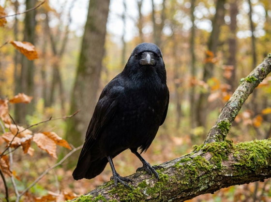 American crow