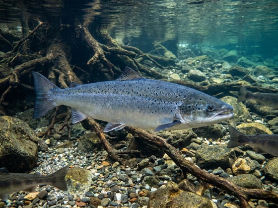 Atlantic salmon