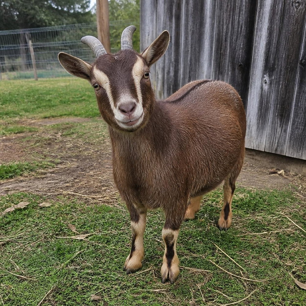 Meet our goats, photo 1