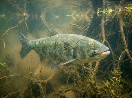 bighead carp