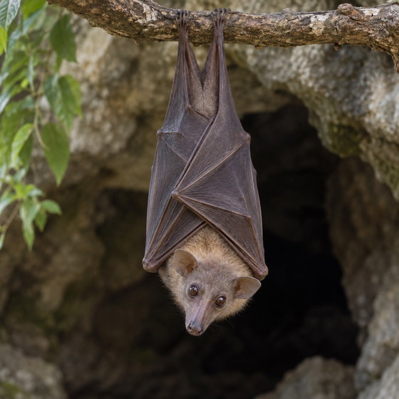 Egyptian fruit bat
