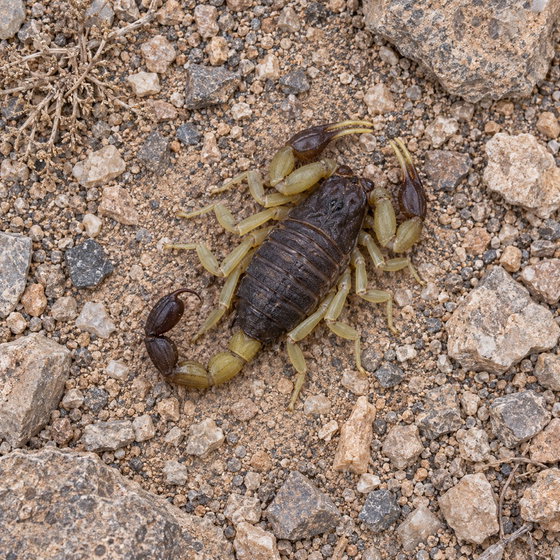 Hottentotta salei