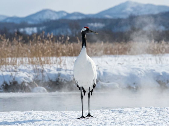 red-crowned crane