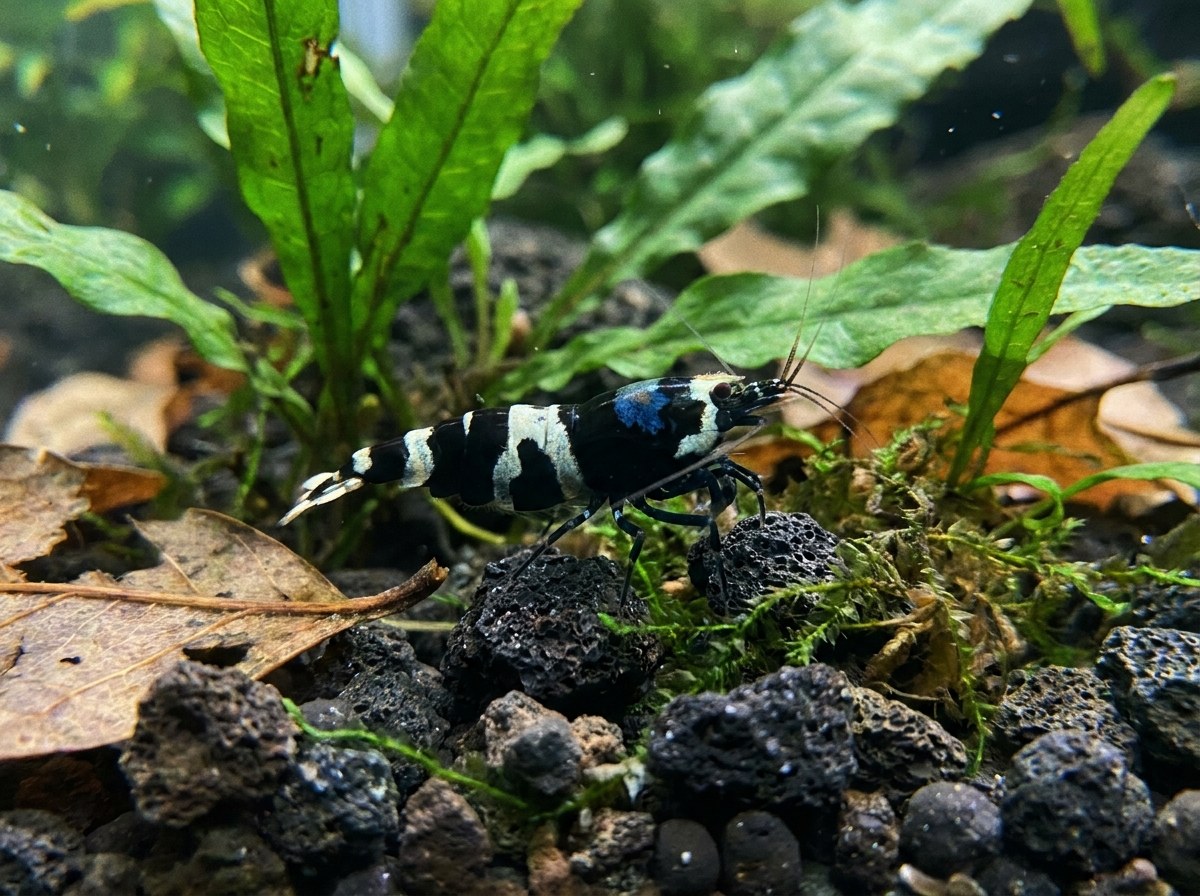 Shadow Panda