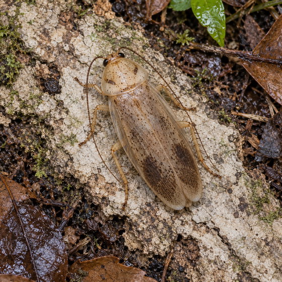 Euthlastoblatta diaphana