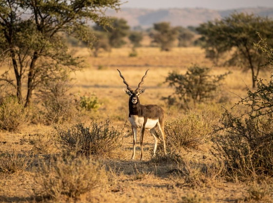 blackbuck