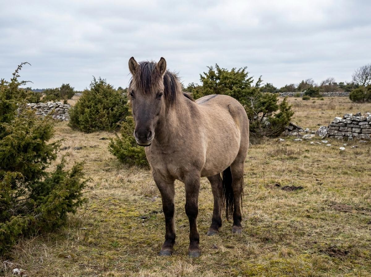 Öland