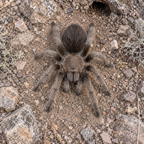 Chiricahuan gray tarantula