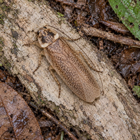 small-spotted cockroach
