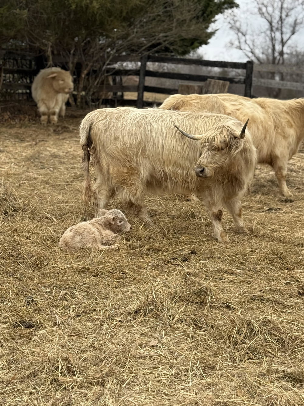 Cattle Boarding, photo 4